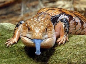 BlueTongueSkink