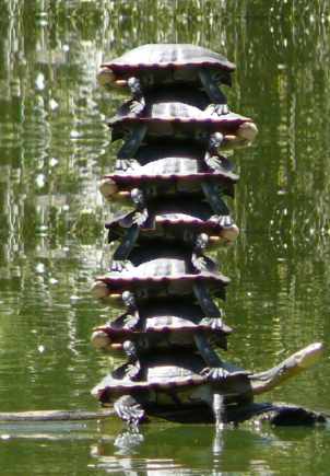 Stacking-Turtles