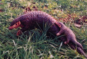 Pangolin